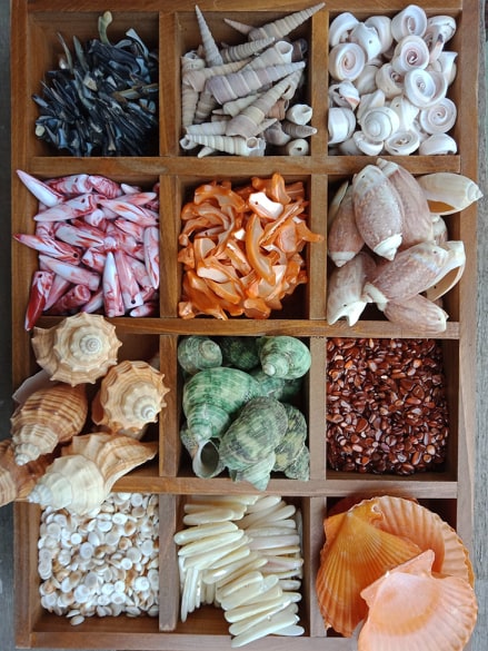 She sells sea shells by the seashore!