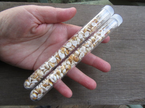 Spiral Shell Tess-Tube