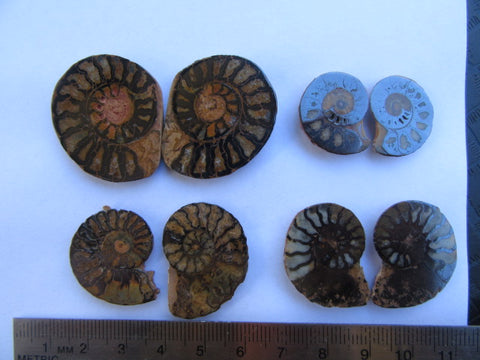 Ammonite 51