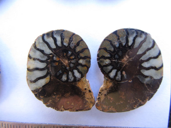 Ammonite 51