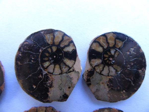 Ammonite 53