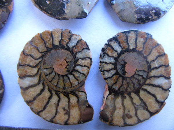 Ammonite 53