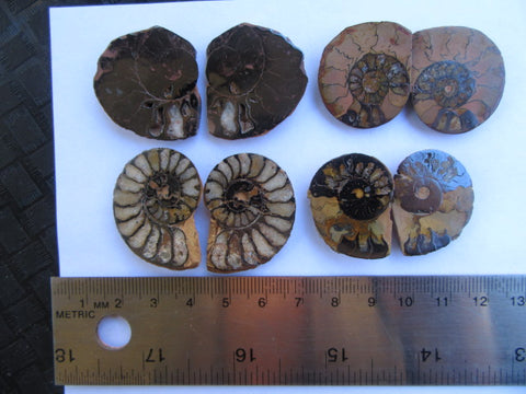 Ammonite 54