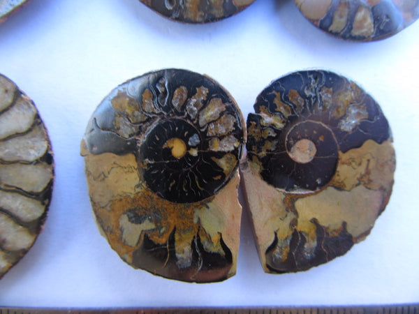 Ammonite 54