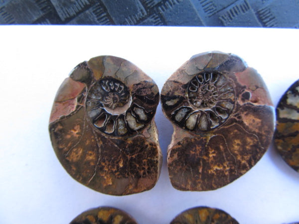Ammonite 55