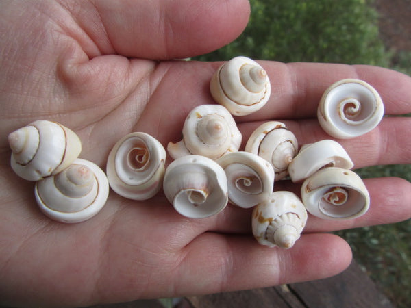 Natural Spiral Shell Beads