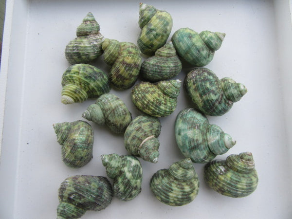 Green Conch Shells
